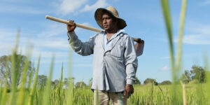 GRI-Rice-farmer-paddy-field