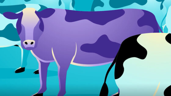 Purple-Cow