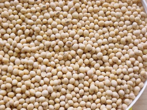 Soybeans are a popular foodstuff for the health-conscious, and soybean oil often is used in popular salad dressings. Now tiremakers are looking at employing soybean oil as a replacement for petro-based oil in tire production.